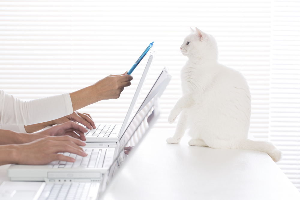 How to professionally clean an office that welcomes pets