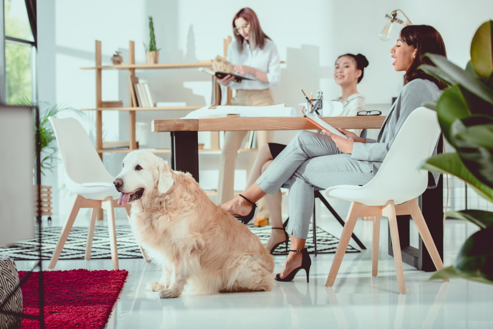 leading janitors in Hillandale, MD